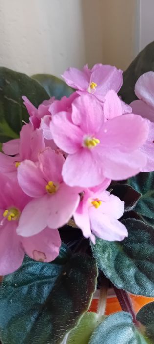 Fiołki afrykańskie