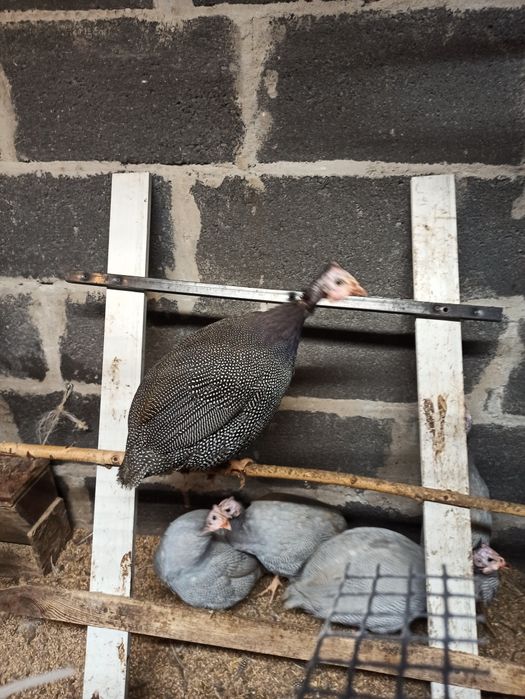 Perliczki samice i samce