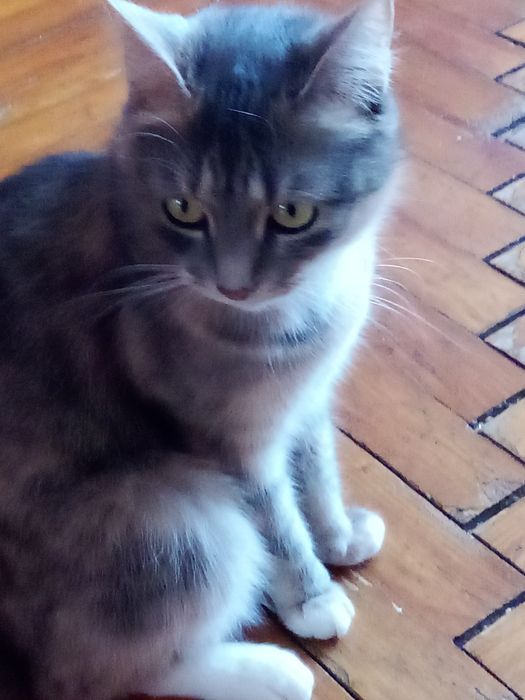 Кошки 3 и 4 года