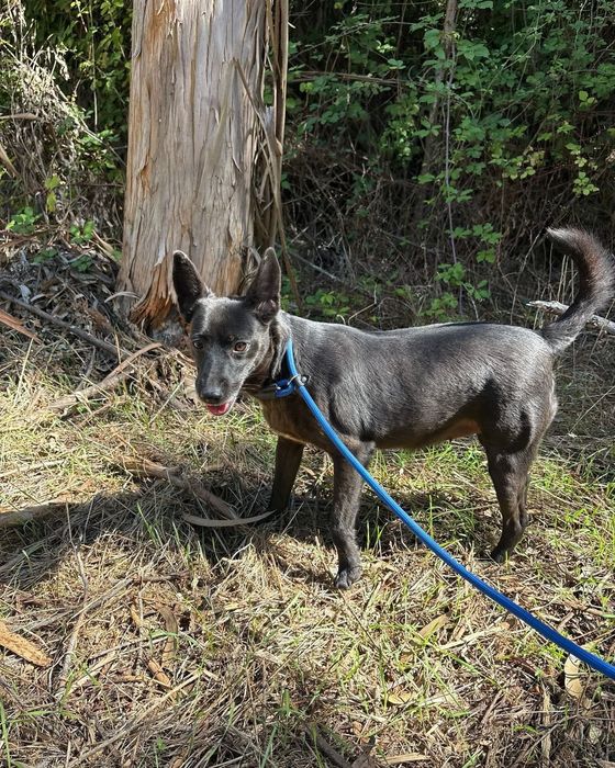 Martinha- cadela de porte pequeno para adoção