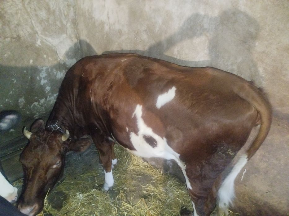 Продам ТЕЛИЦЮ на 6 місяці