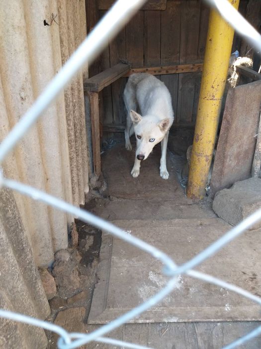 Лакки белая хаски