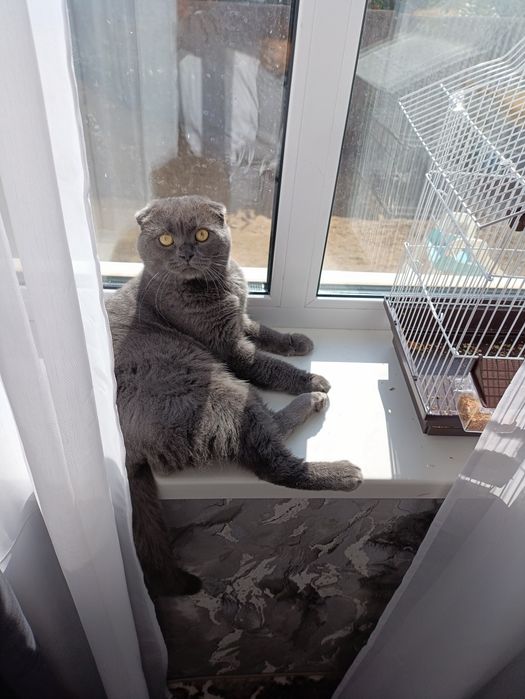 Шотландський весловухий кіт