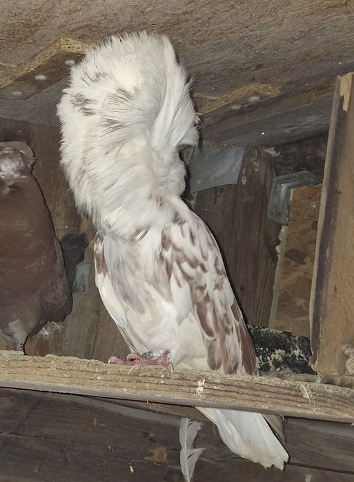 Gołąb Perukarz samiec