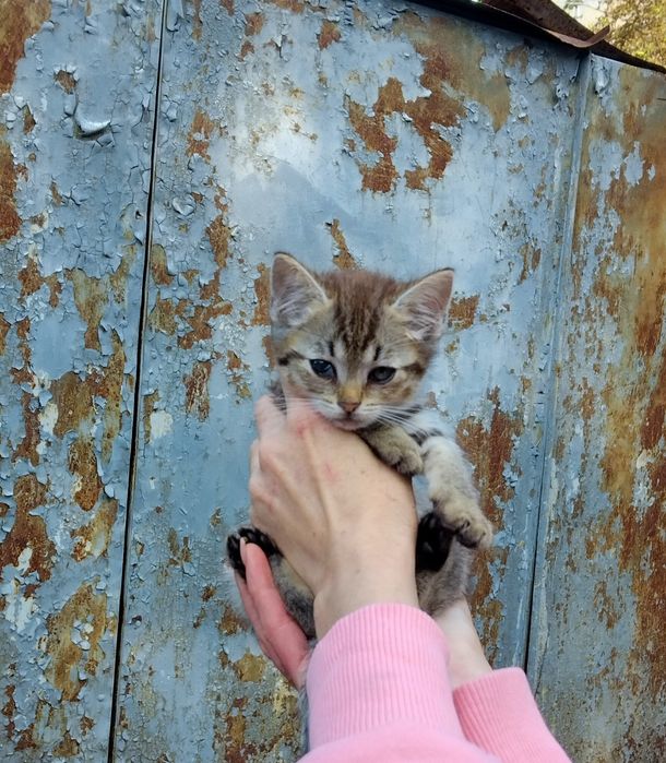 Допоможіть спасти манюню та знайти сім'ю дівчинкі!