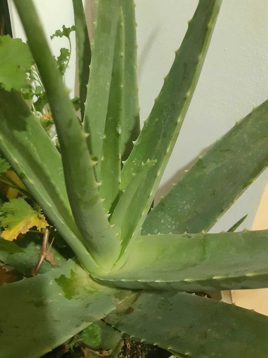 Продам цветок алоэ