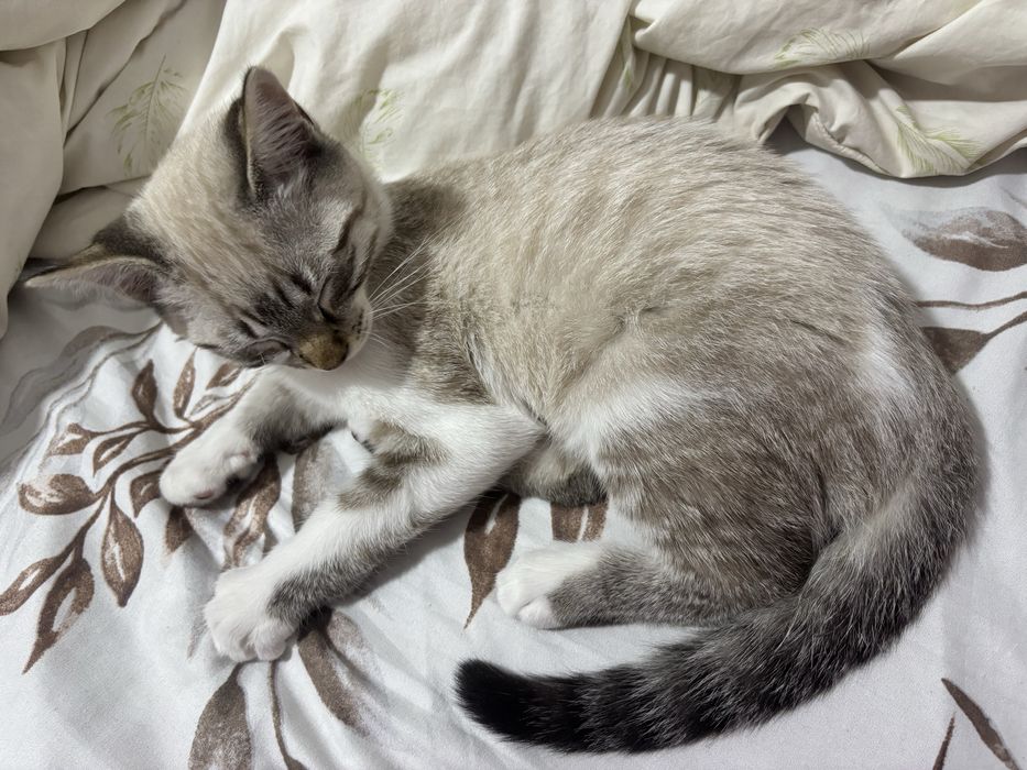 Gato para adoção