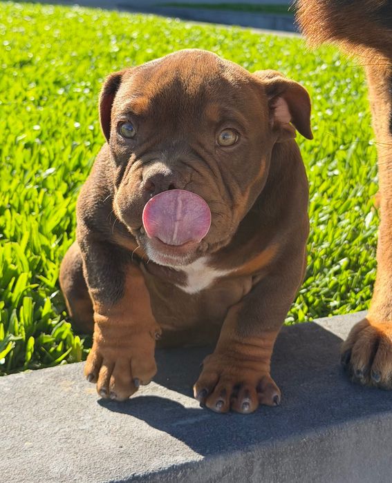 American Bully Micro