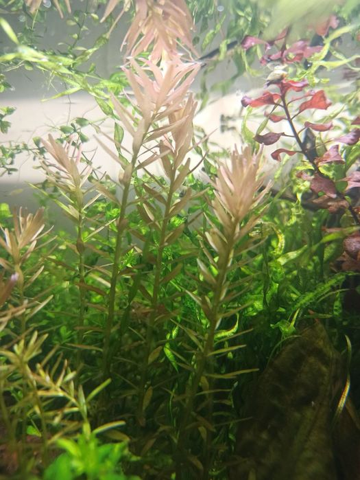 Аквариумные растения