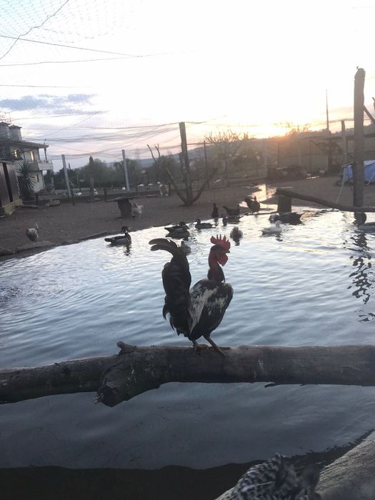 Patos carolinos e mandarins