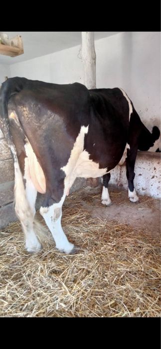 Продаєм,купляєм корови.