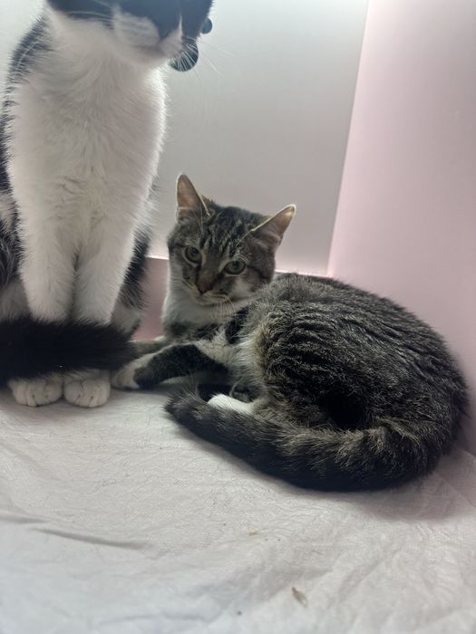 Котенок бело-серый таби 4,5 мес