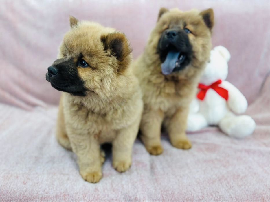 Przeuroczy misio Chow-Chow