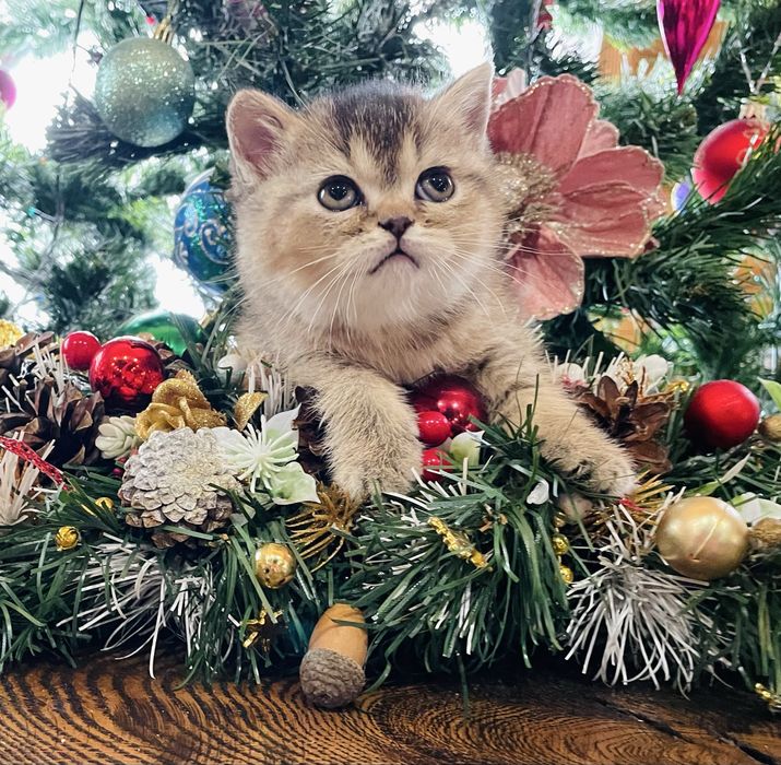 Розкішна шотландська дівчинка золота шиншила