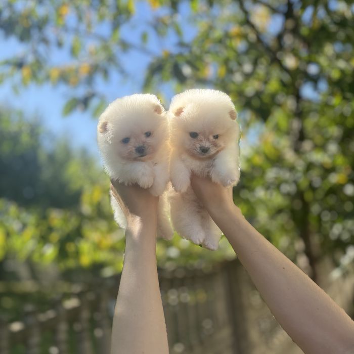 лялькові дівчатка шоу классу