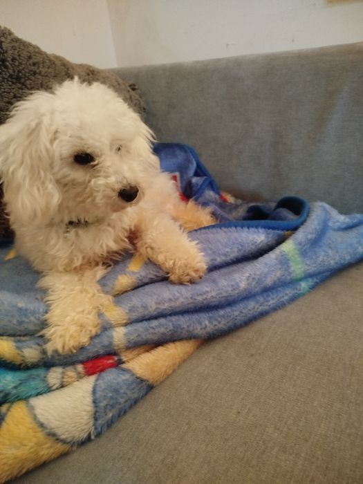 Caniche toy lindíssimo