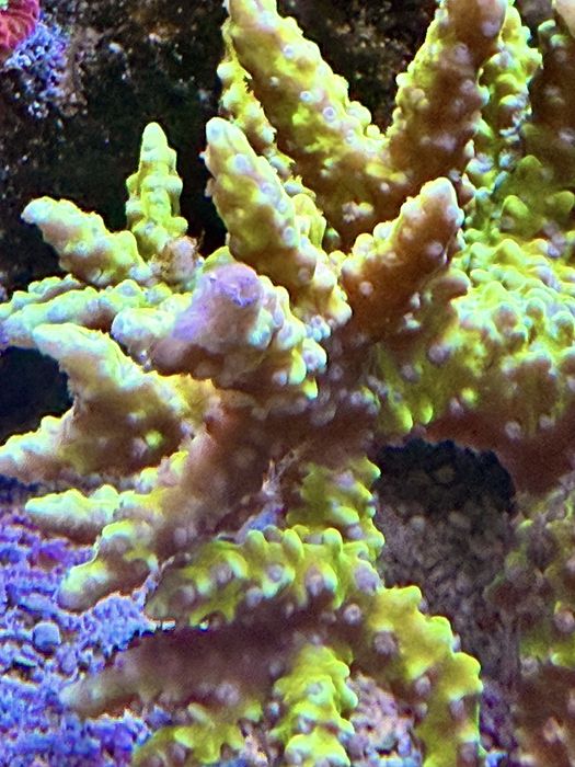 Anacropora golden rod