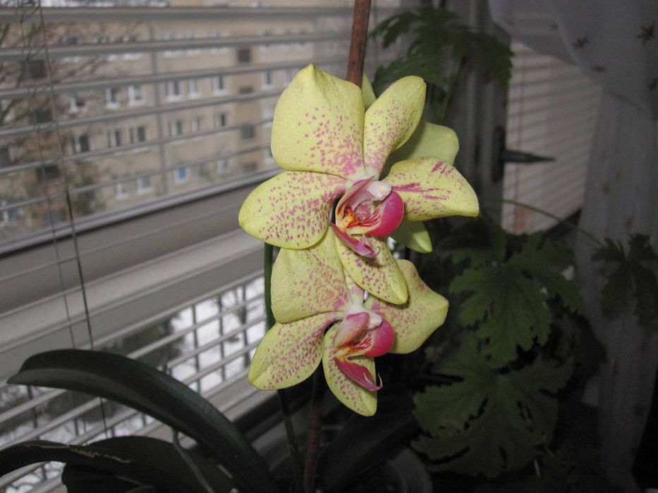 Aparat cyfrowy Canon Digital Ixus 100 IS Y2k retro