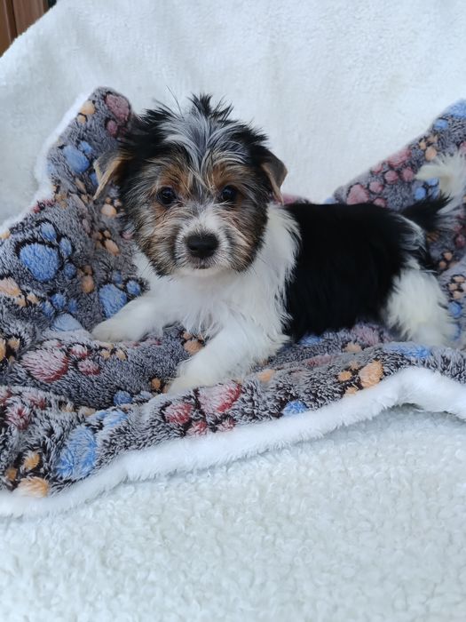 Psy rasowe york terrier