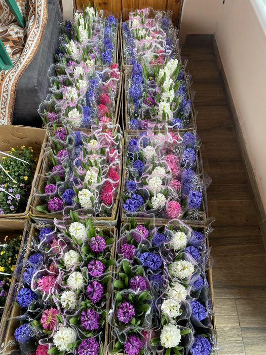 Продам оптом квіти: цикламен,крокус,примула,геоцинт,цинерарія,лютик