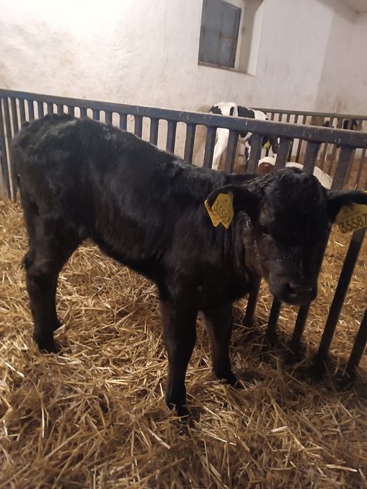 Jałoszka Limuze Byczek