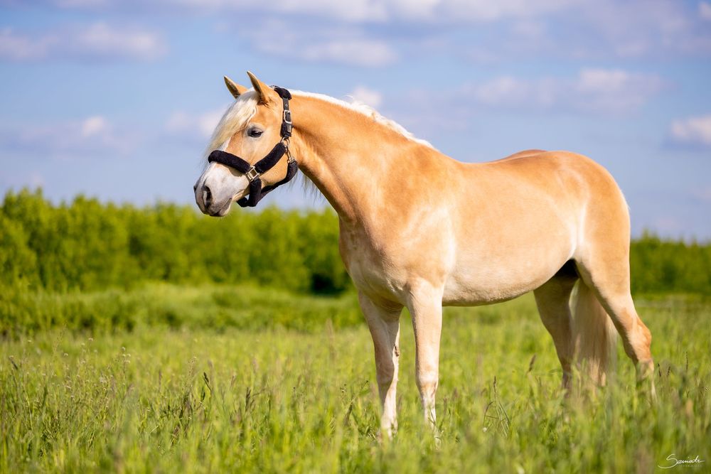 Piękna Klacz HAFLINGER