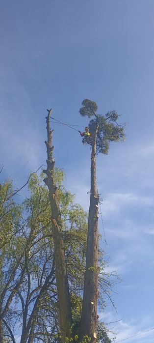 Зрізання аварійних дерев