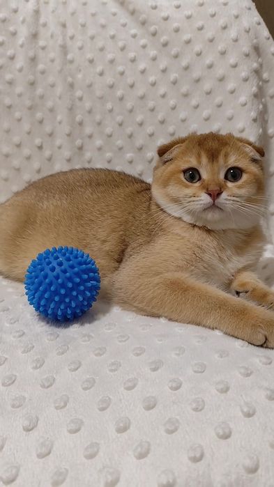 Золотая шиншилла прямоухие вислоухие котята мальчик девочка