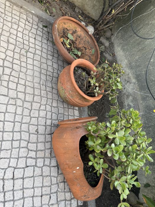 Vendo conjunto de 3 vasos de barro, 2 deles já com plantas suculentas