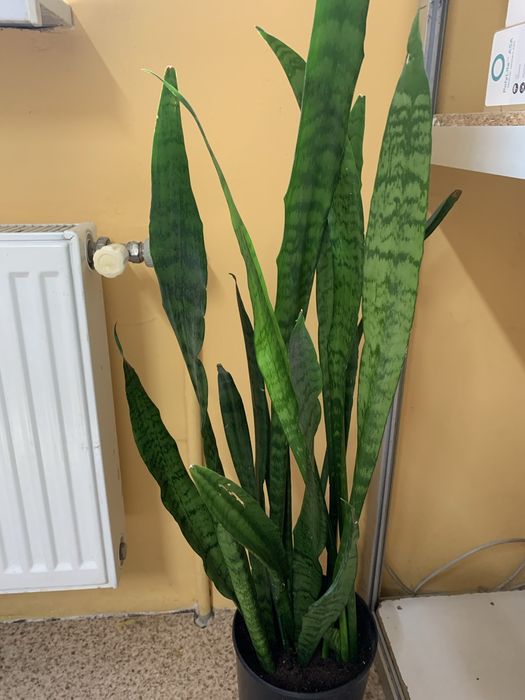Сансівієрія 65 см