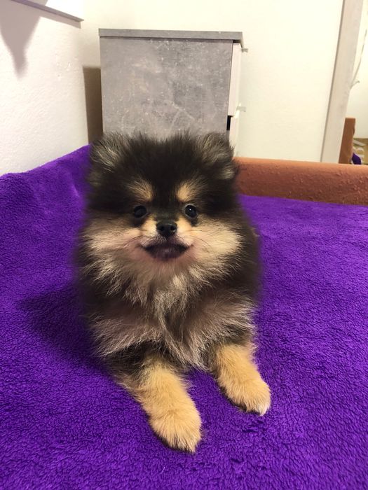 Lulu da Pomerânia Mini Macho