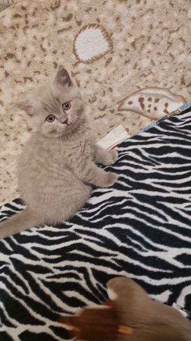 Шотландські кошенята