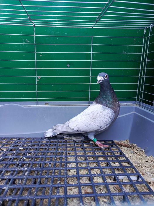 Pocztowe Dom opal pary i samczyk