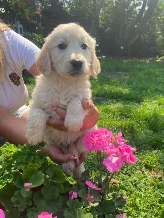 Golden retriever szczeniak Możliwy paszport!!