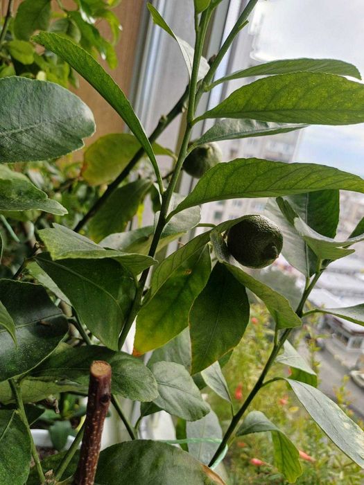 Лимон домашній РОЗПРОДАЖ сорт Павлівський Фікус крупномір Алі