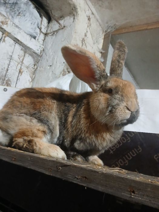 Sprzedam królika samca