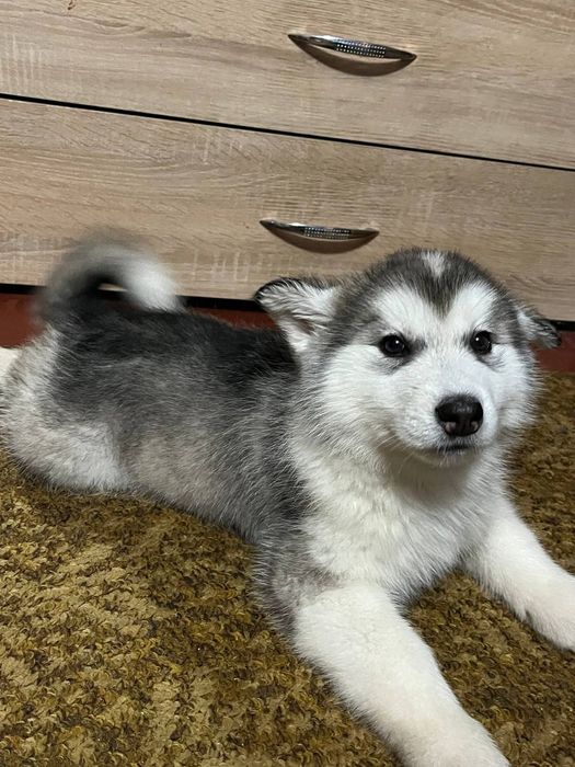 Терміново продам.Щенки аляскинского маламута