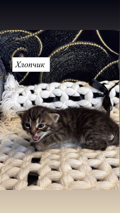 Кошеняток можна бронювати