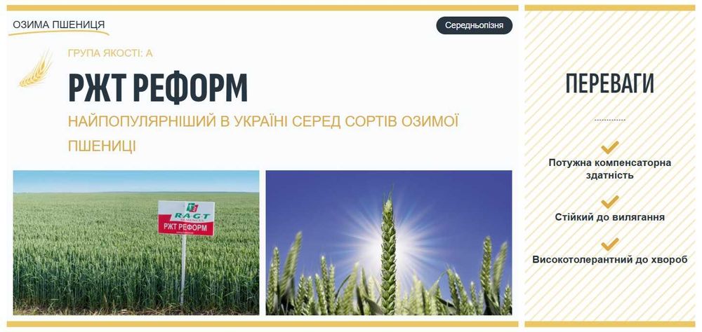 Насіння озимої пшениці Реформ
