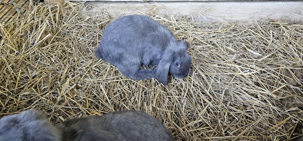 Królik baran francuski