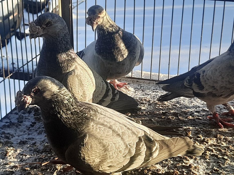 Gołębie staropolskie