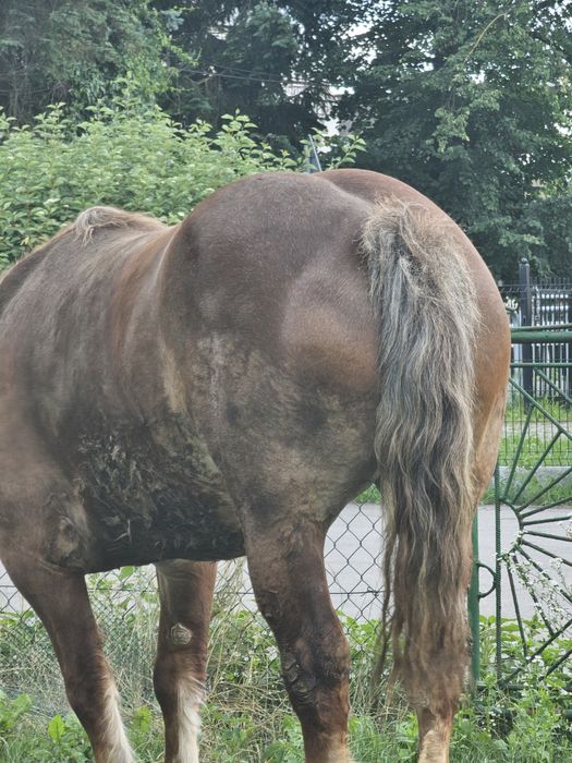 Sprzedam klacz 5lat zimno krwista, chodzi w zaprzęgu