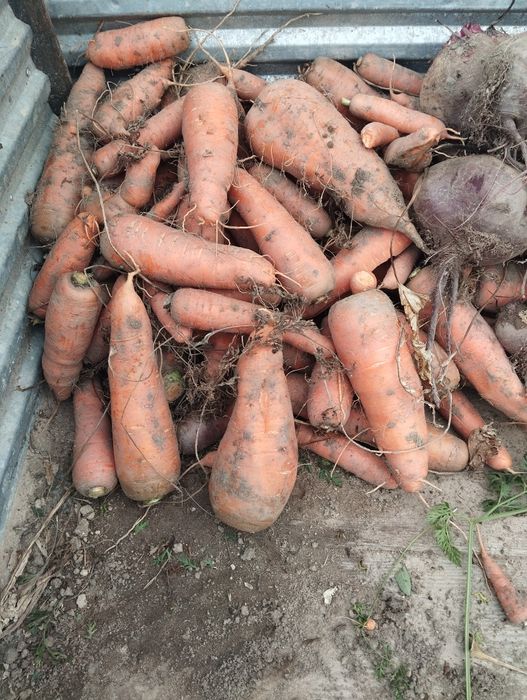 Sprzedam marchew, buraki ćwikłowe i buraki pastewne.