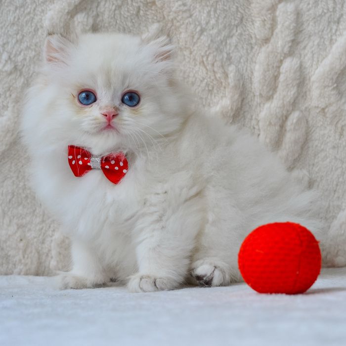 Київ. Блакитноокий блондин