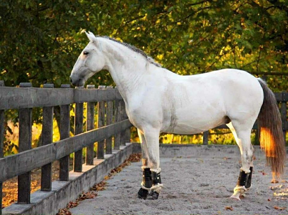 Cavalo lusitano puro - castrado