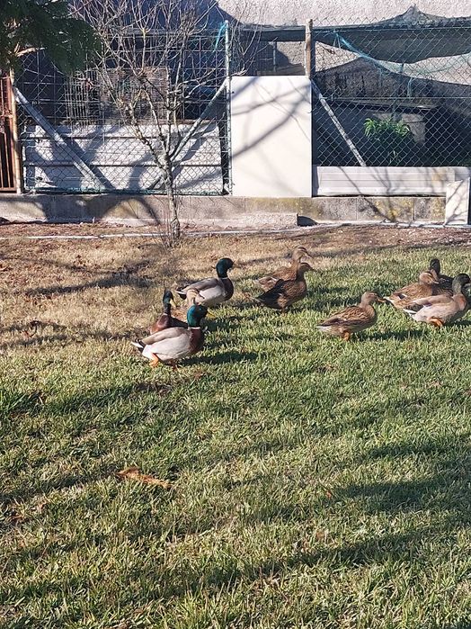 Vendo patos, unidade, casais ou trio
