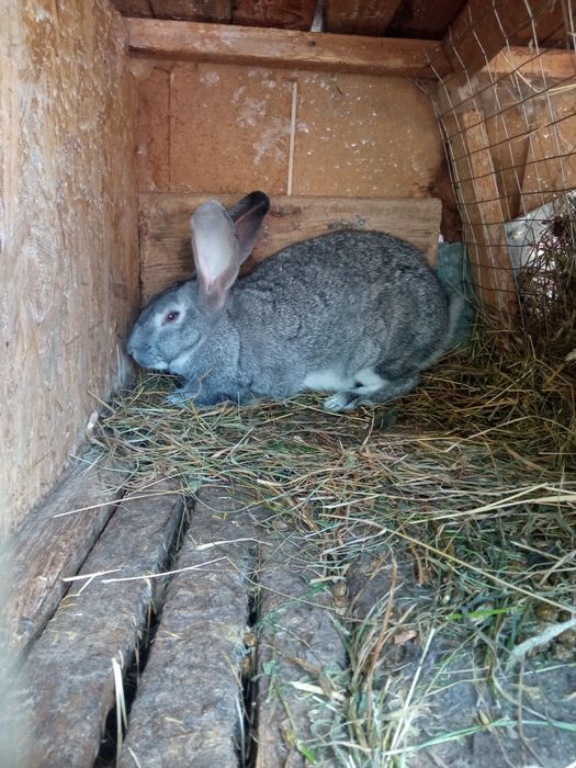 Кролики на розплід