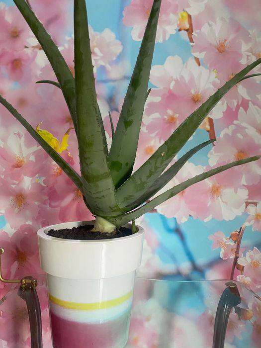 Aloé Vera Medicinal