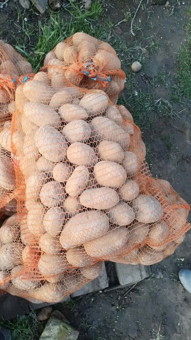 Sprzedam ziemniaki Wega