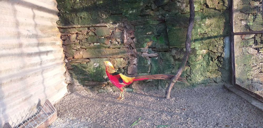 Faisões Dourados 2025